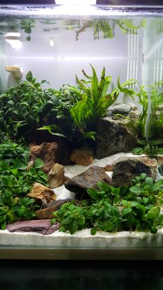 an aquarium filled with plants and rocks