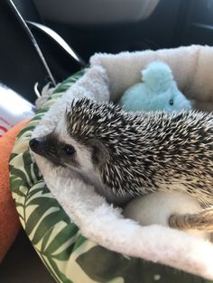 a small hedge curled up in a bed with a stuffed animal on it's back