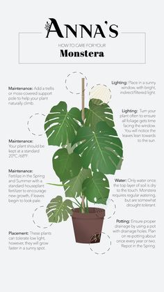 an info sheet describing how to care for a houseplant