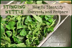 green herbs in a strainer with the words stringing nettle how to identify, harvest and prepare