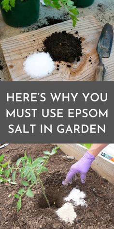 there is a garden with dirt and plants in the ground, text overlay reads here's why you must use epsom salt in garden