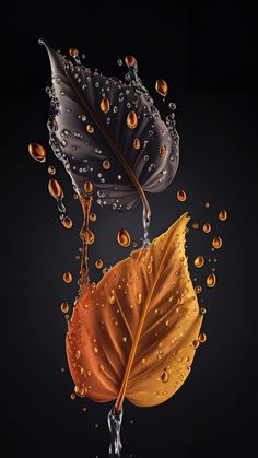 two leaves with drops of water on them, one is falling down and the other has an orange leaf