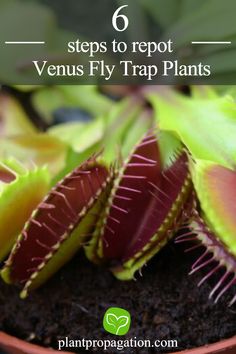 6 steps to repot Venus Fly Trap Plants Venus Fly Trap Care, Venus Flytrap Plant, Best Indoor Trees, Venus Flytrap, Fly Trap, Venus Fly Trap, Fly Traps, Low Light Plants, Air Purifying Plants