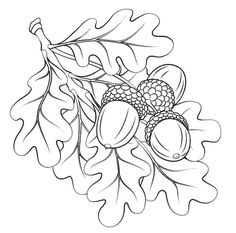 an acorn tree branch with leaves and acorns on it coloring page for kids