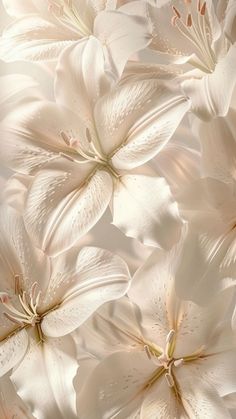 white flowers are shown in close up on a light - colored background with soft lighting