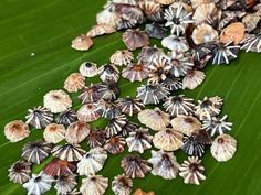 many small shells on a large green leaf