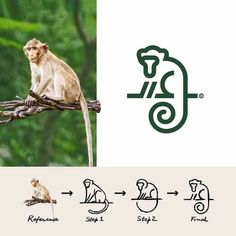 a monkey sitting on top of a tree branch next to an image of another monkey