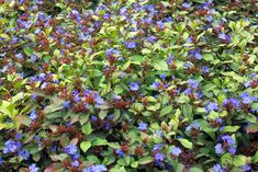 blue flowers are growing in the ground next to green leaves