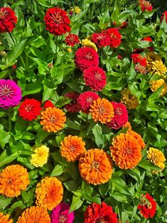 many different colored flowers in a garden