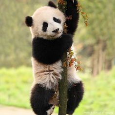 a panda bear hanging from a tree branch with its paws on it's head