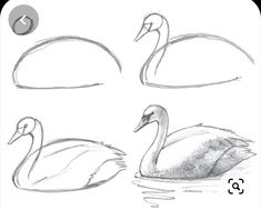 three swans are shown in different stages of their body and head, one is drawn with pencil