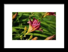 a pink and yellow flower with green leaves in the background framed print by panoramic images