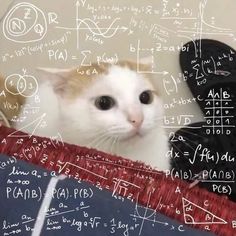 a white cat sitting on top of a red rug covered in math symbols and calculations