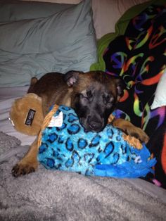 a brown dog laying on top of a bed next to a stuffed animal