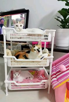 two cats sitting on top of three white baskets in front of a television set and pink blankets