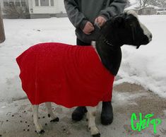 a man standing next to a sheep wearing a red blanket on it's back