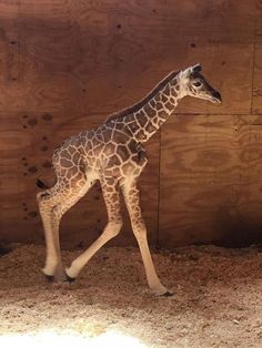 a baby giraffe is walking in the dirt near a wooden wall with words good morning from the giraffe barn