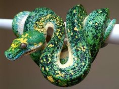 a green and yellow snake is curled up on a white pole with its mouth open