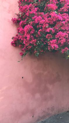 pink flowers are growing on the side of a pink wall with a red fire hydrant next to it