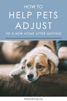 a dog laying on top of a couch with the title how to help pets adjust to a new home after moving