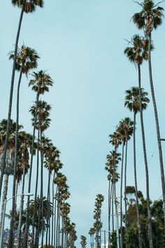 San Diego Palm Trees, Palm Tree California, Backyard Mural, Homepage Ideas, California Trees, Forest Wallpaper Iphone, Cube Ideas, Insta Backgrounds, Document Layout