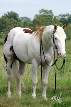 a white and brown horse standing on top of a lush green field