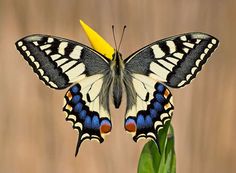 a large butterfly sitting on top of a yellow flower