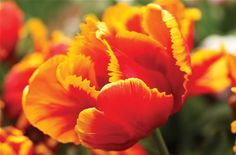 an orange and yellow flower is in the foreground with other flowers on the background