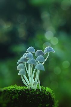 small mushrooms growing out of the mossy ground