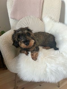 a small brown dog laying on top of a white chair