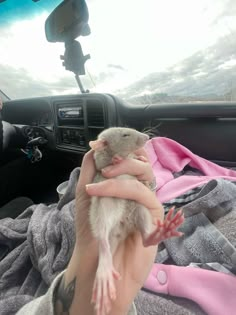 a person holding a small rodent in their hand next to a car steering wheel