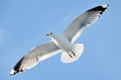 a white and black bird flying in the sky