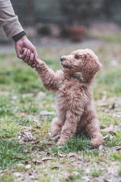 a small brown dog standing on top of a lush green field holding the hand of a person's hand