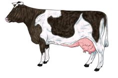 a black and white cow standing next to a pink spot on it's side