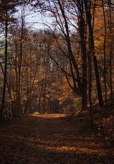 a path in the woods with lots of trees and leaves all around it on an autumn day