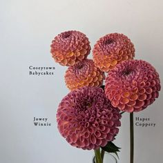 the parts of a flower in a vase on a white background with words below it