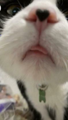 a black and white cat looking up at the camera