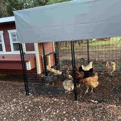 several chickens are in their coops outside the chicken house with an awning over them