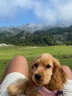 a dog that is laying down on someone's lap with mountains in the background