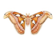 an orange and yellow moth with black spots on it's back wings, sitting in front of a white background