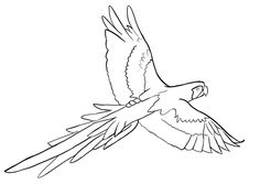 a bird flying in the sky with its wings spread