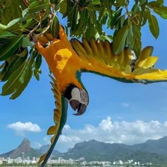 a yellow and green parrot perched on top of a tree next to the ocean with mountains in the background