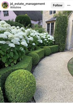 a garden with hedges and white flowers in front of a house