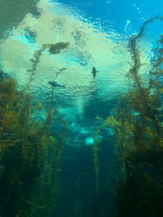 an underwater view of some plants and water