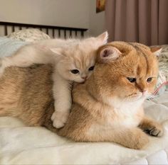 an orange and white cat laying on top of another cat