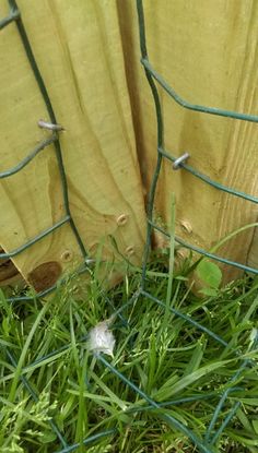 the grass is growing through the fence and next to it is a white bird with its head stuck in some wire