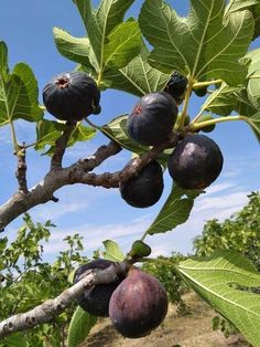 the fruit is growing on the tree branch