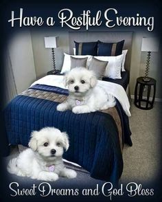 two small white dogs laying on top of a blue bedspread with the words have a restful evening