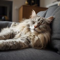 Norwegian Forest Cat: Glimpses of Feline Serenity Pet Market, Peaceful Moments, Cat Images, Cat Pajamas, Norwegian Forest, Forest Cat, Norwegian Forest Cat, Unique Home