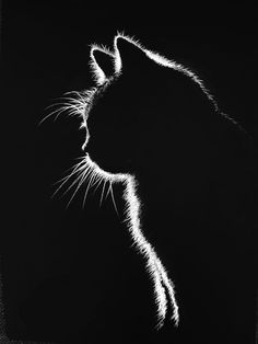 a black and white photo of a cat's face in the dark with its tail curled up